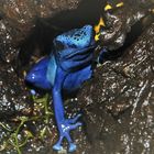 Dendrobates tinctorius Azureus 5