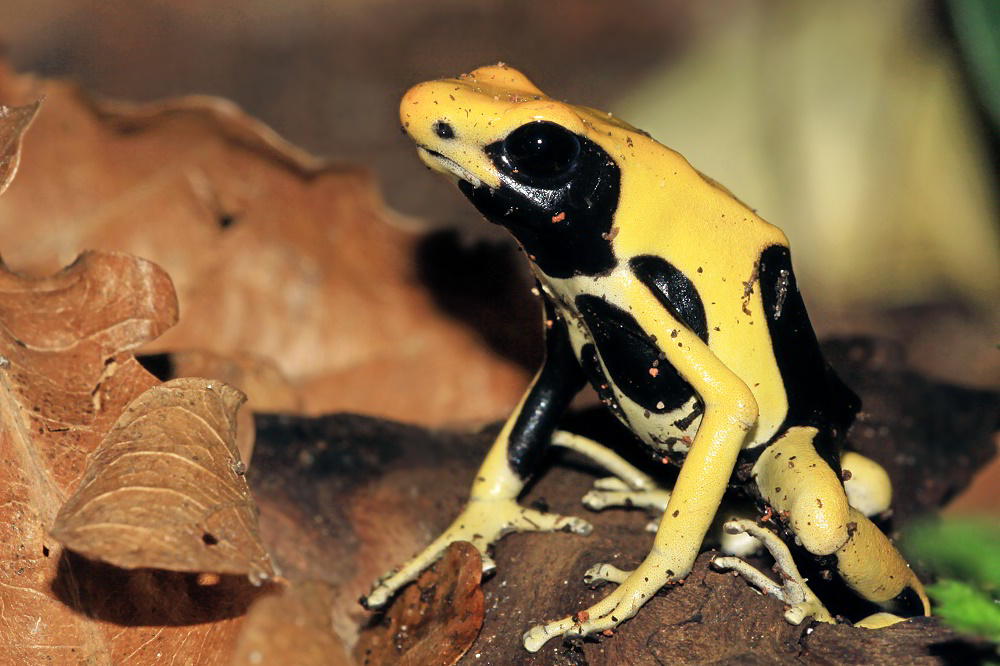 Dendrobates tinctorius