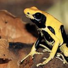 Dendrobates tinctorius