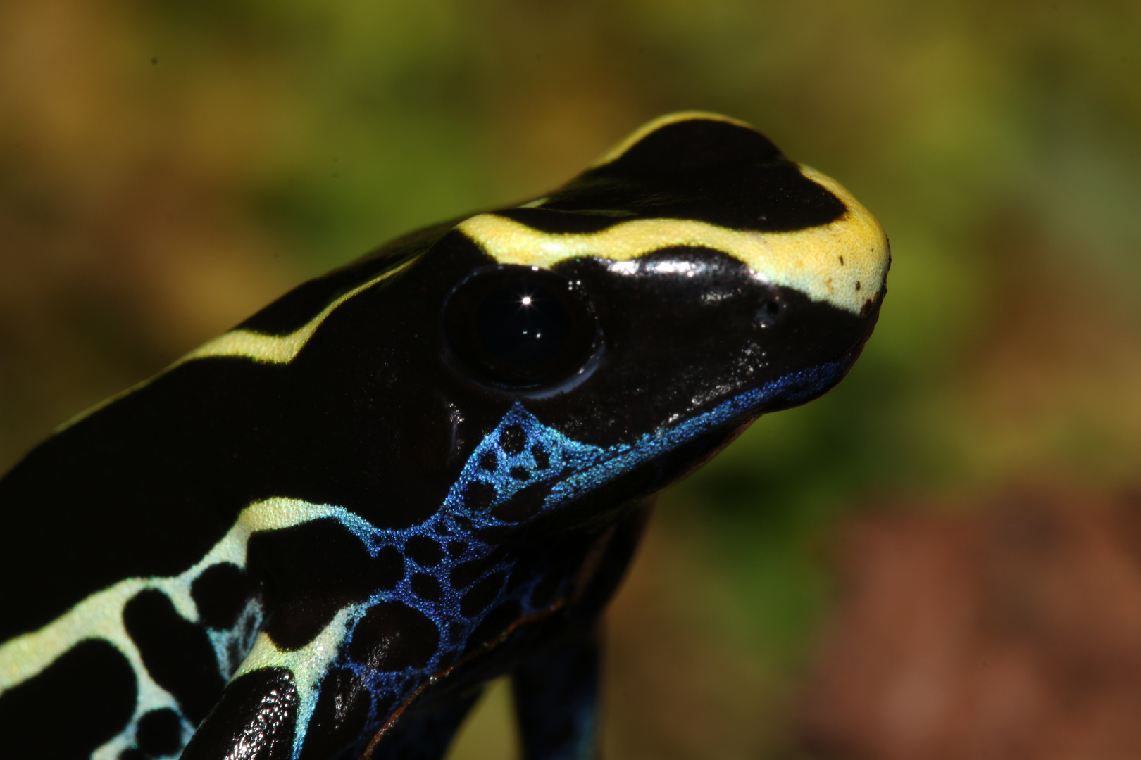 Dendrobates tinctorius