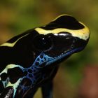 Dendrobates tinctorius