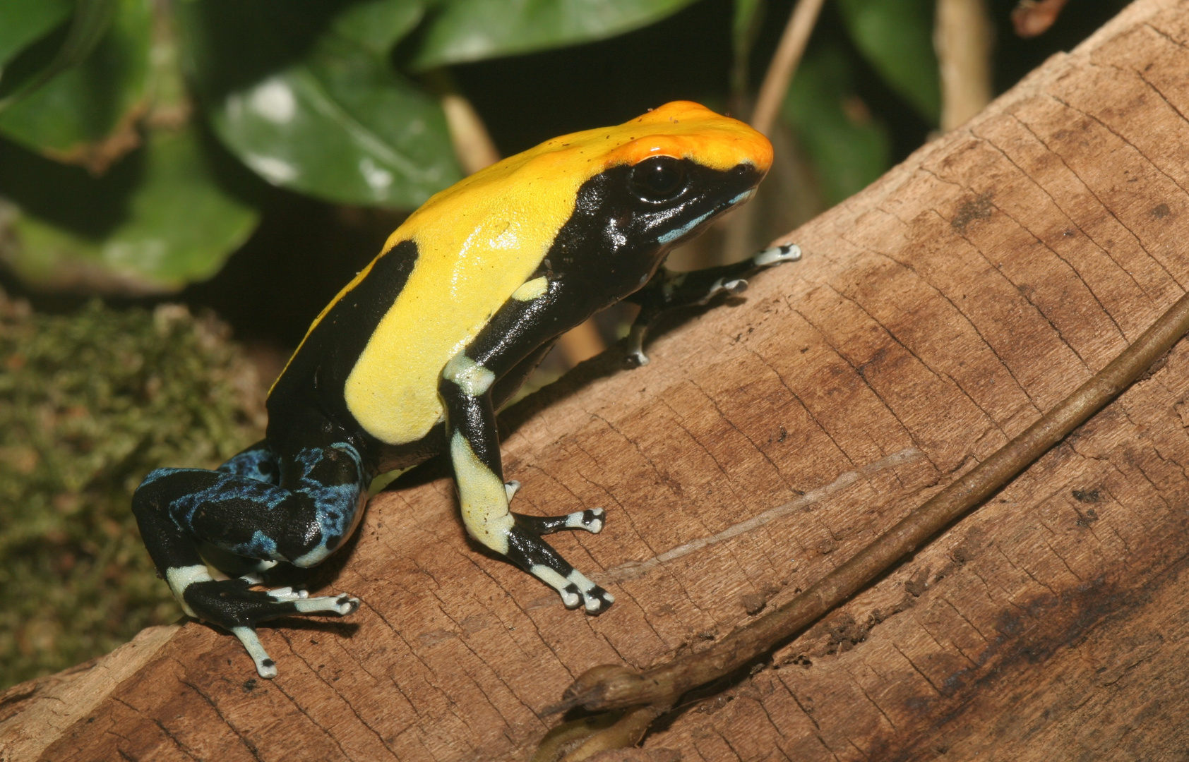 Dendrobates tinctorius