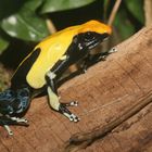 Dendrobates tinctorius