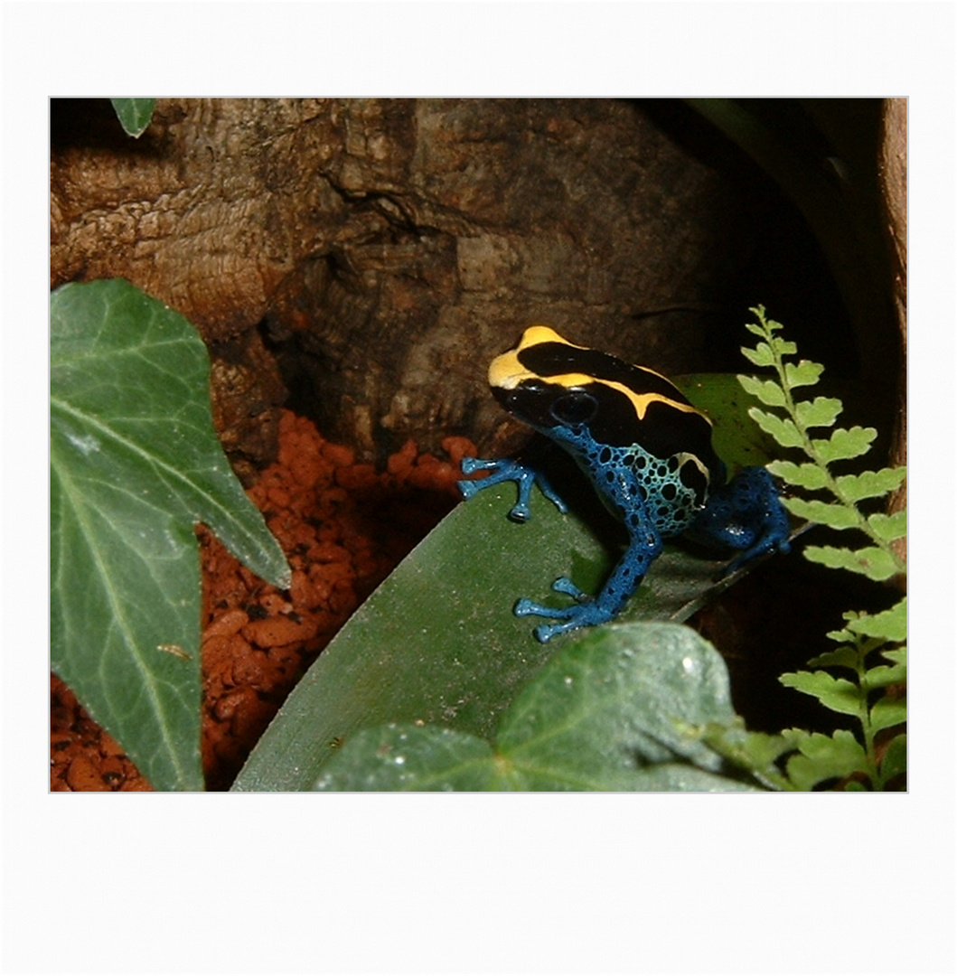 Dendrobates Tinctorius ... ein Pfeilgiftfrosch