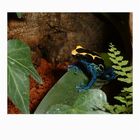 Dendrobates Tinctorius ... ein Pfeilgiftfrosch