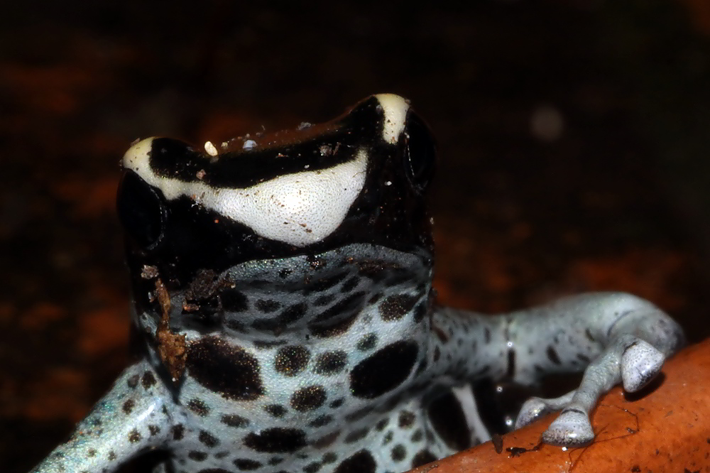 Dendrobates tinctorius Graubeiner