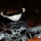 Dendrobates tinctorius Graubeiner