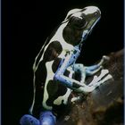 ...Dendrobates Tinctorius Oyapock...