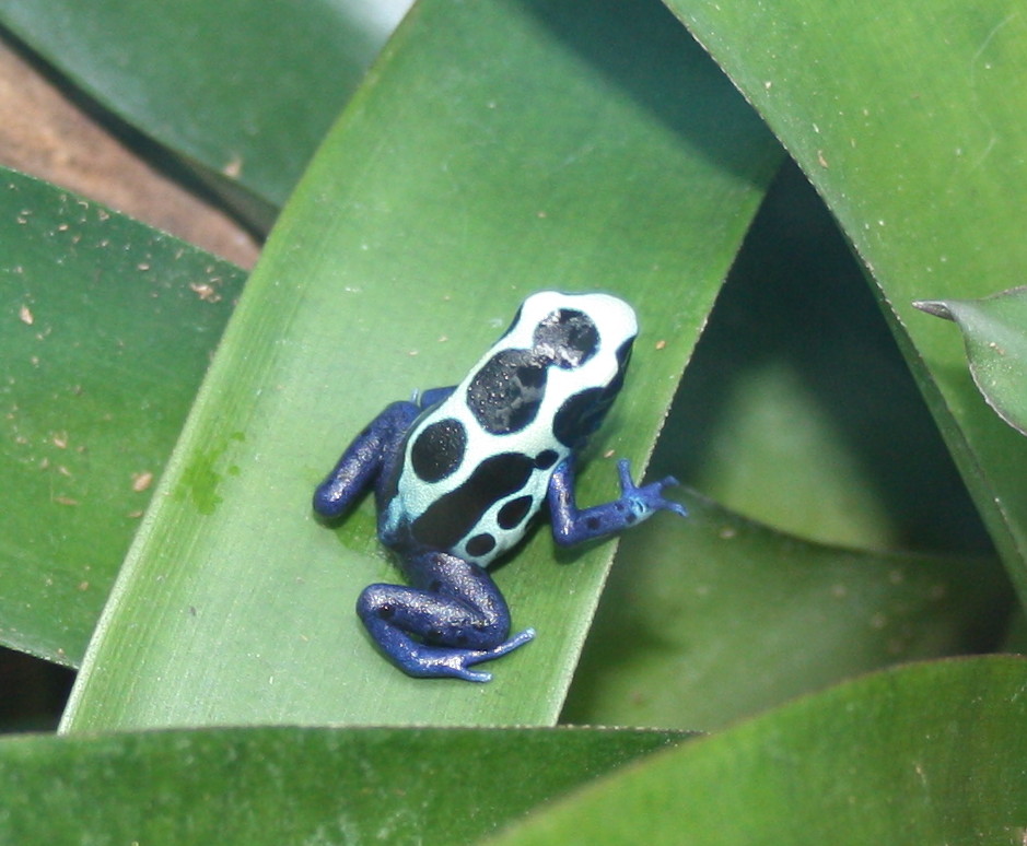 Dendrobates Tinctorius (Oyapock)