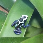 Dendrobates Tinctorius (Oyapock)