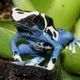 ...Dendrobates Tinctorius Oyapok III...