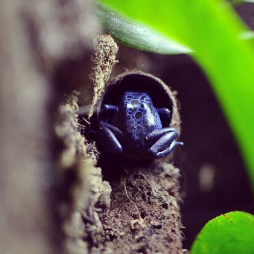 Dendrobatidae Pfeilgiftfrösche Dendrobates