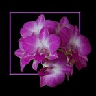 Dendrobium