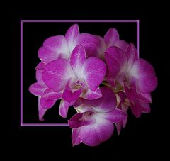 Dendrobium