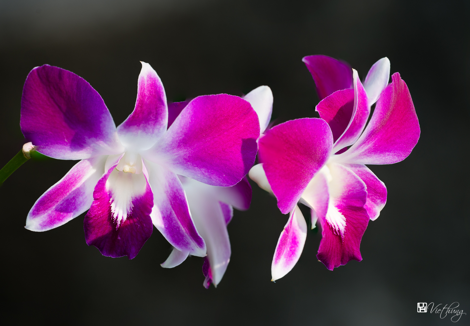 Dendrobium #1