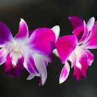 Dendrobium #1