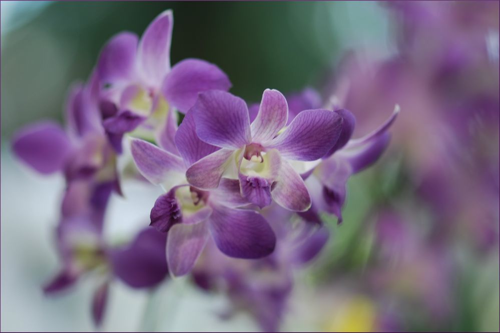 Dendrobium von Nena 