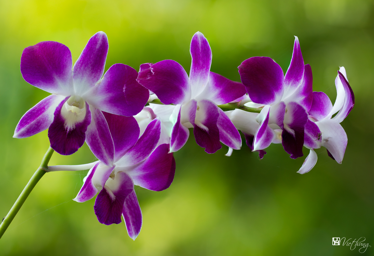 Dendrobium #2