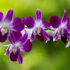 Dendrobium #2