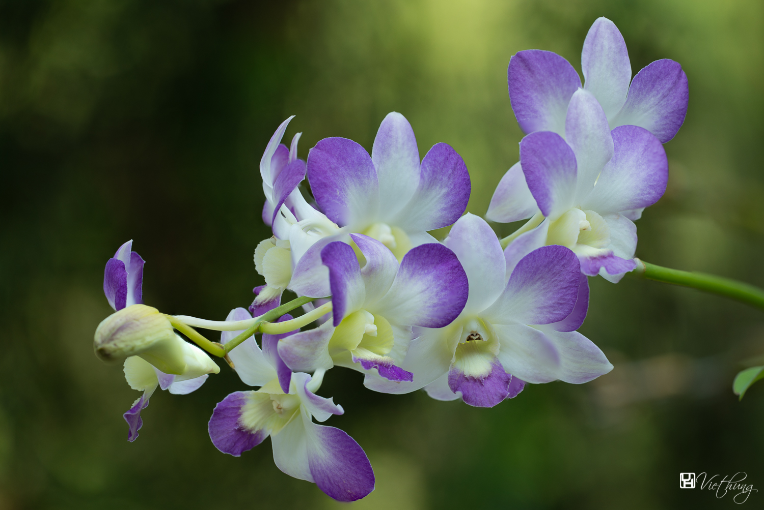 Dendrobium #3