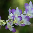 Dendrobium #3