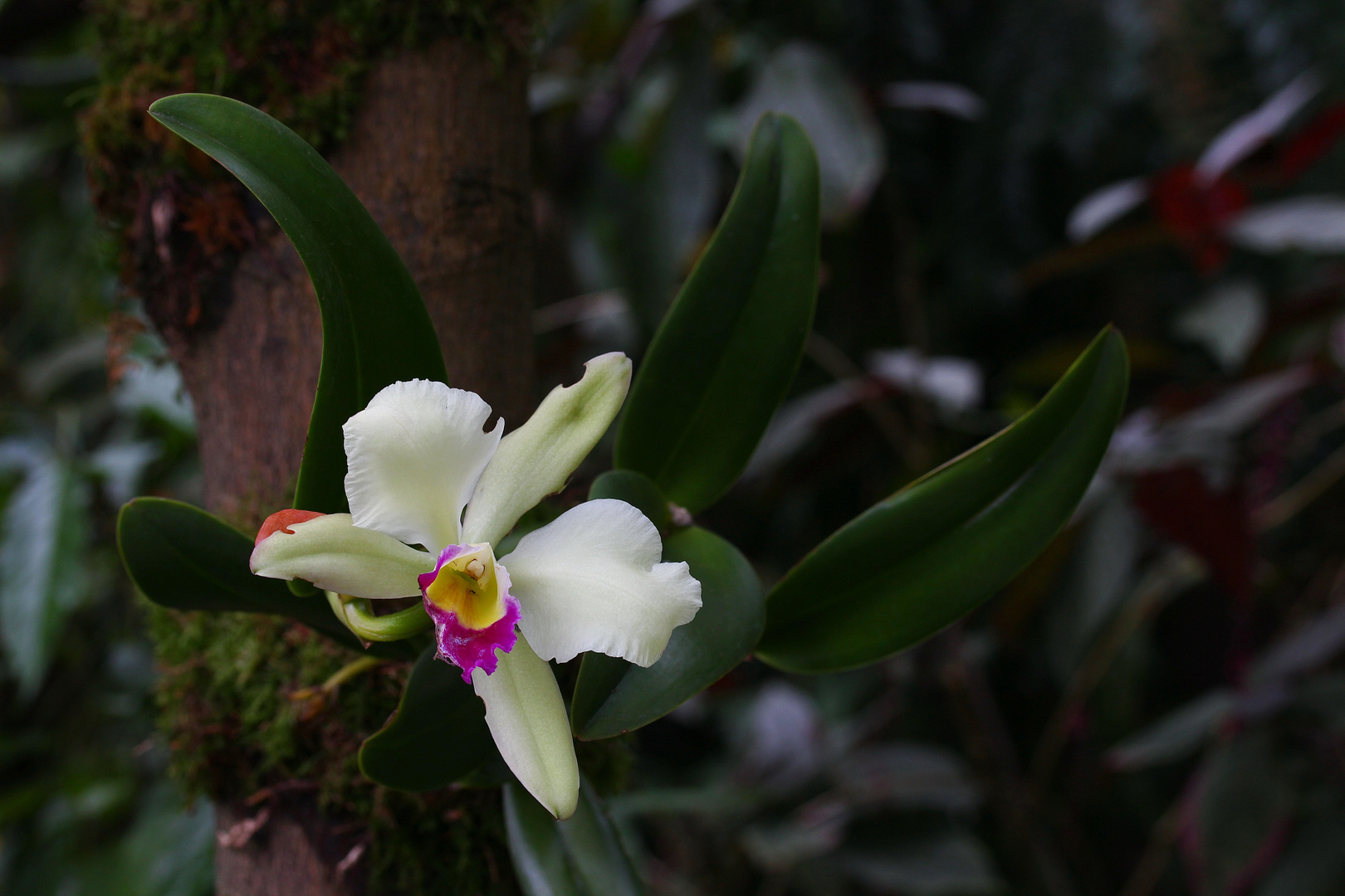 Dendrobium