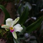 Dendrobium