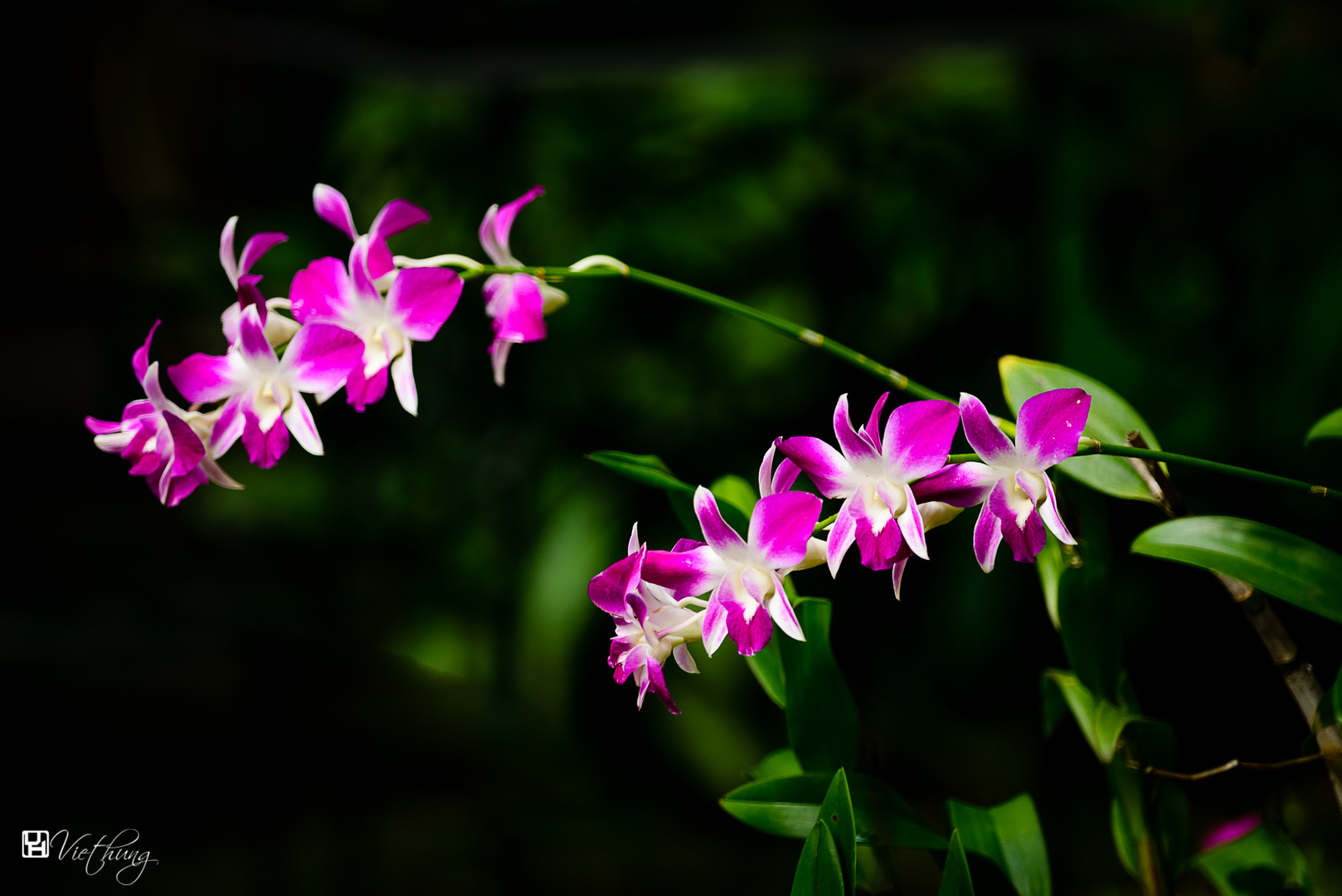 Dendrobium #6