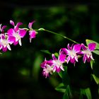 Dendrobium #6