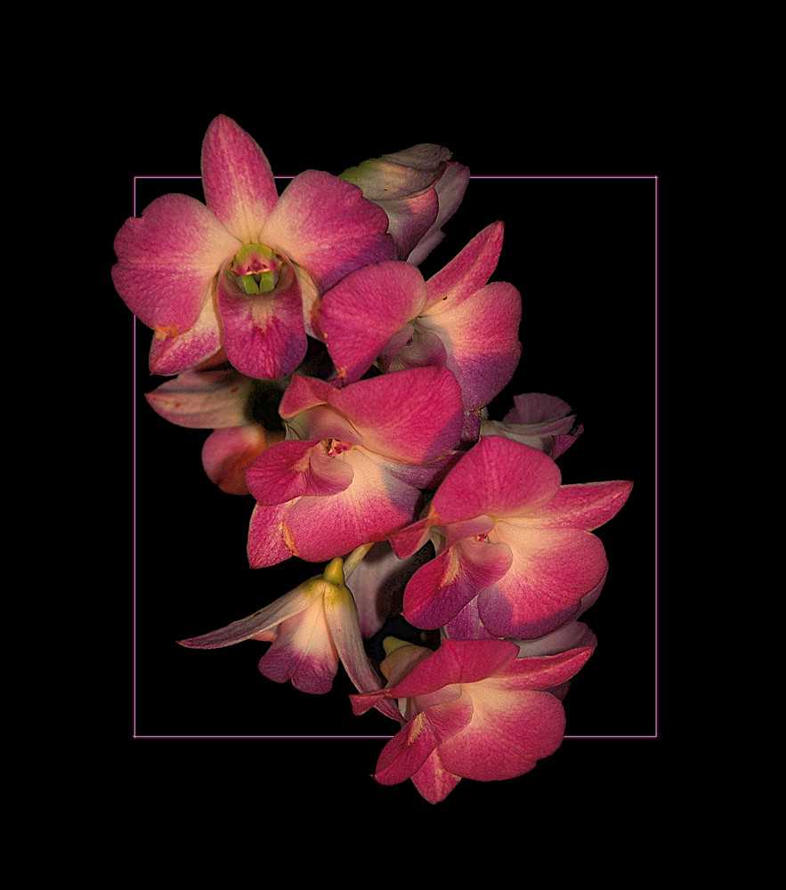 Dendrobium