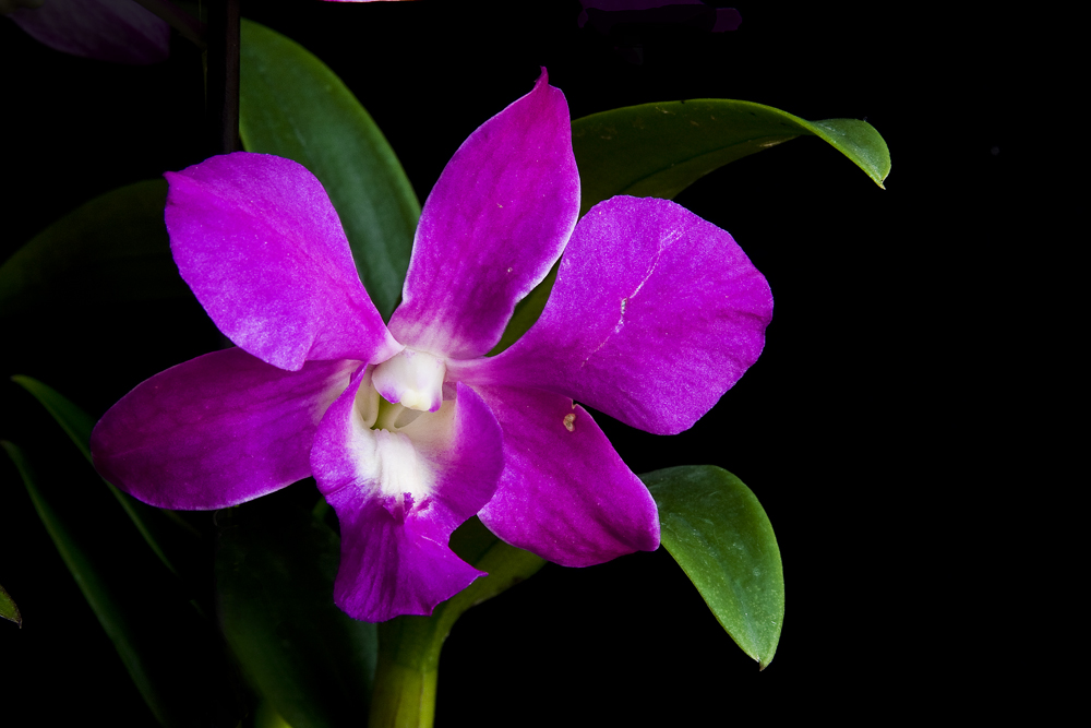 DENDROBIUM