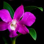 DENDROBIUM