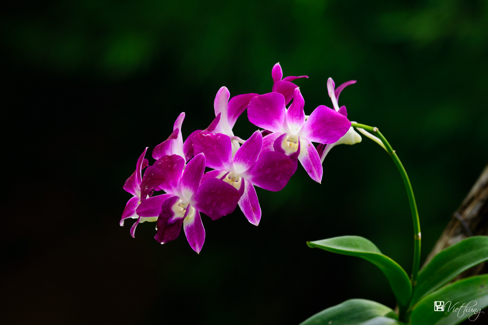 Dendrobium #8