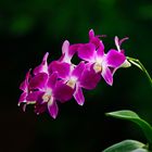 Dendrobium #8