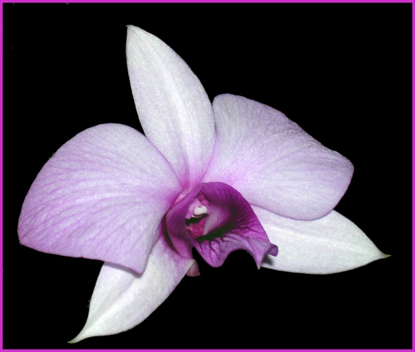 Dendrobium