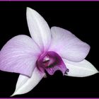 Dendrobium