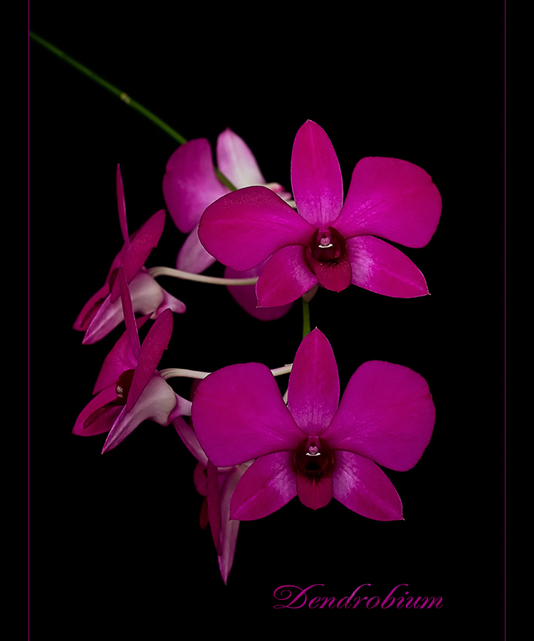 Dendrobium...