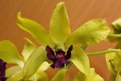 Dendrobium Anna Green