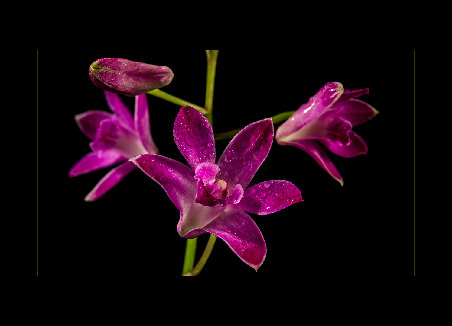 Dendrobium