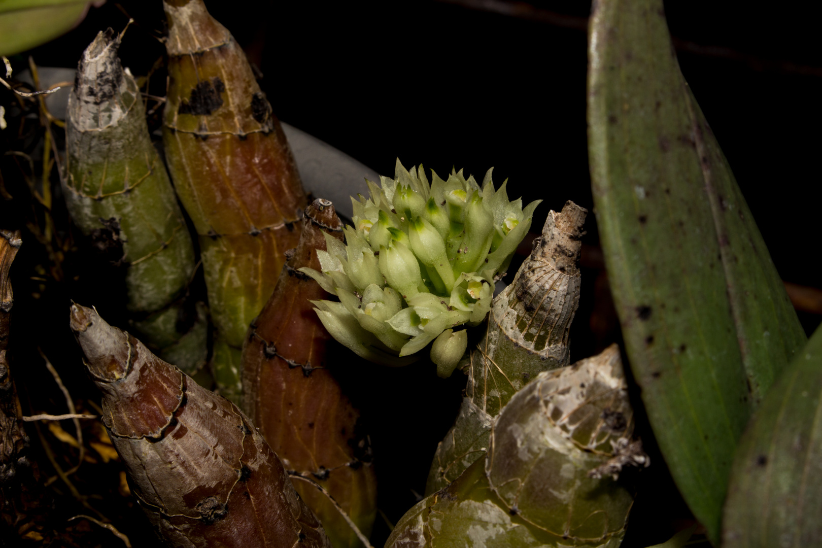 Dendrobium capituliflorum