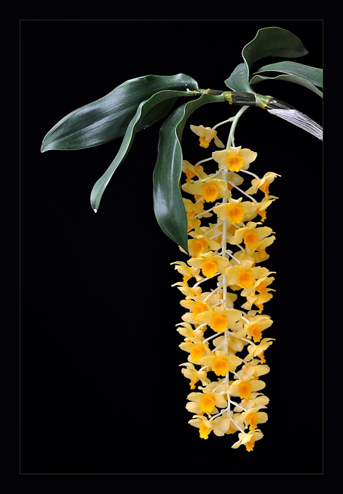 Dendrobium densiflorum