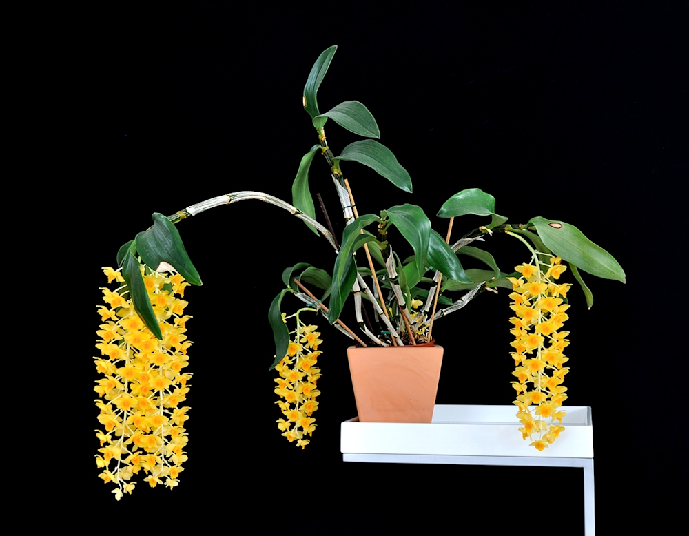 Dendrobium densiflorum in voller Blüte