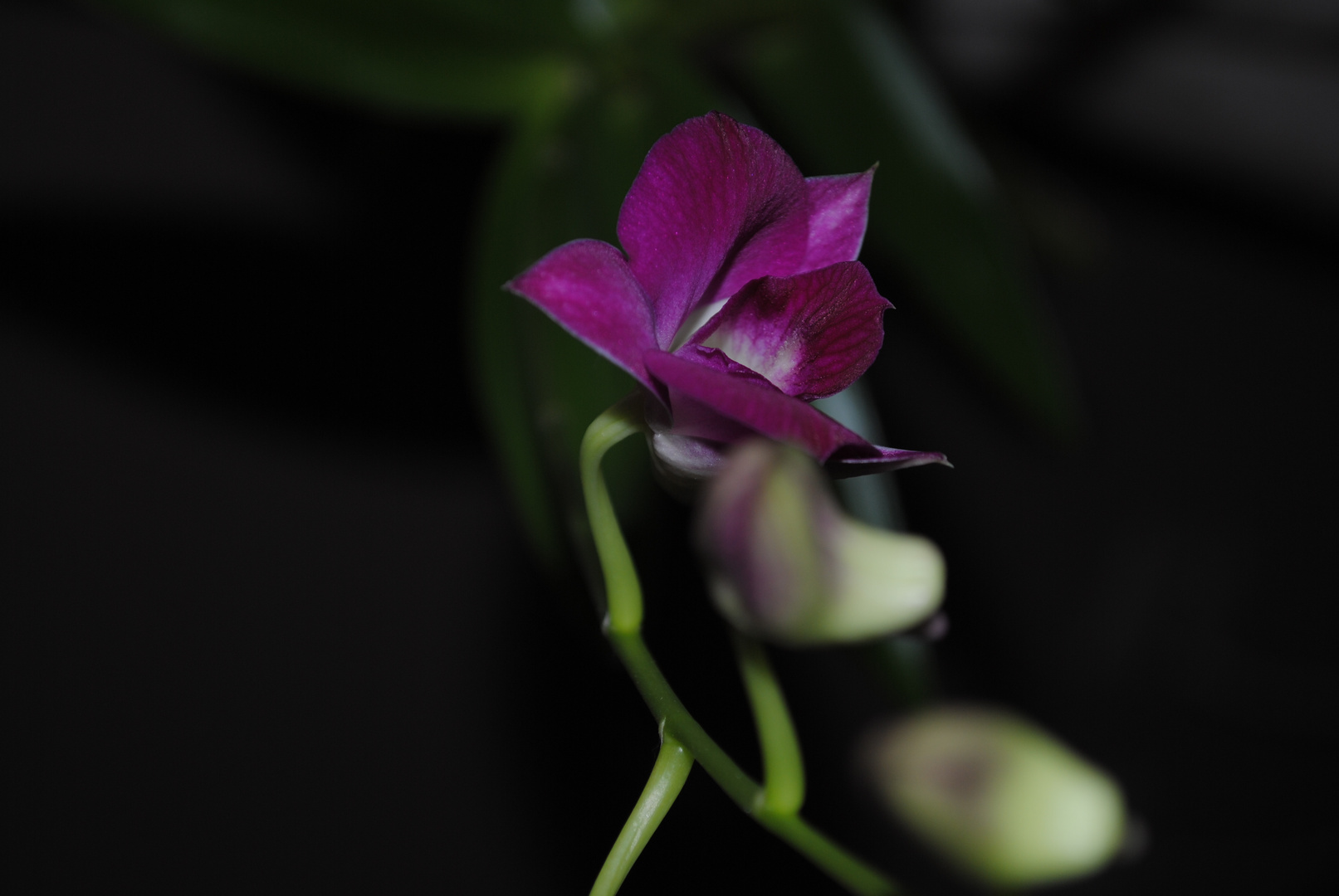 Dendrobium - eine Art Orchidee