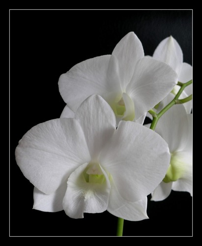 Dendrobium 'Emma White' A