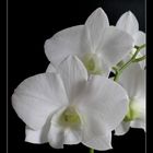 Dendrobium 'Emma White' A