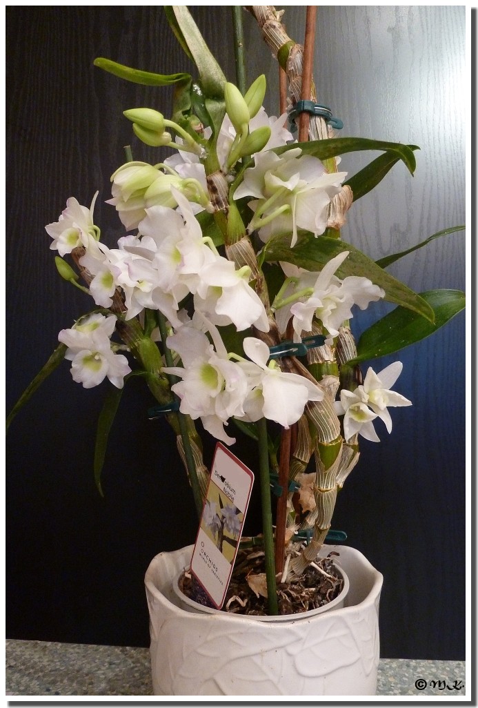 Dendrobium