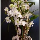 Dendrobium