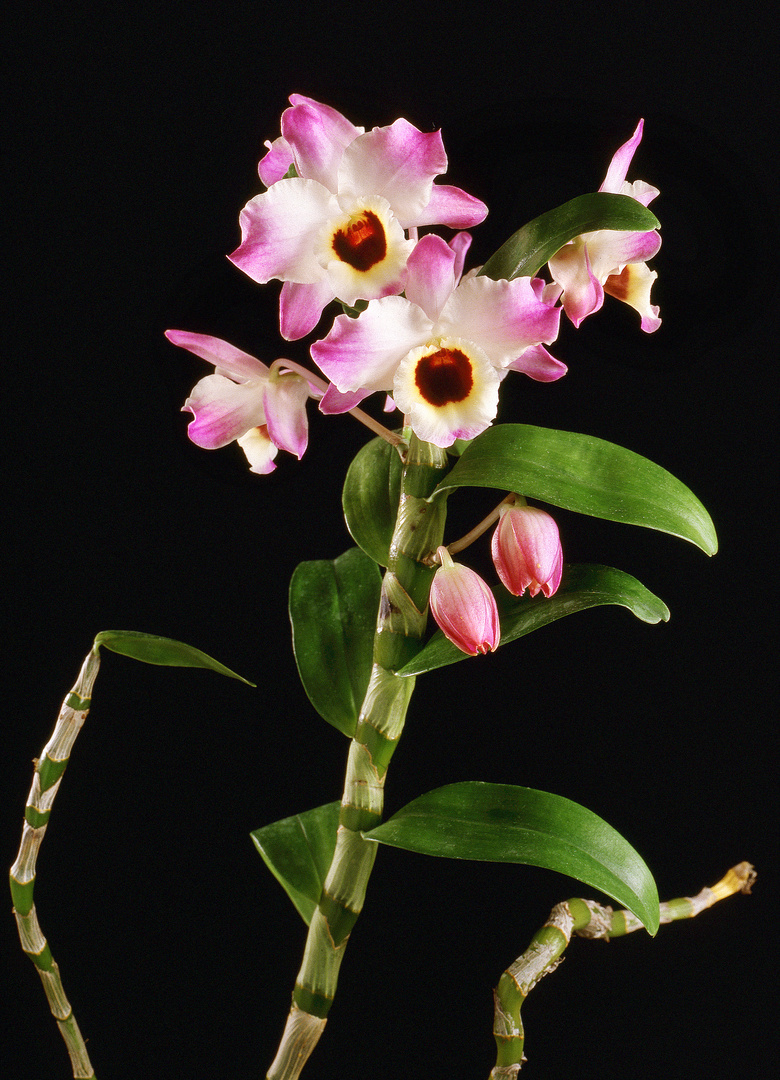 Dendrobium