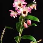 Dendrobium