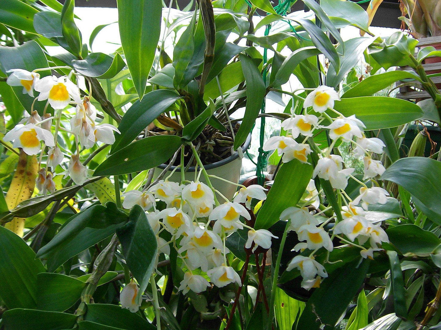 Dendrobium farmeri